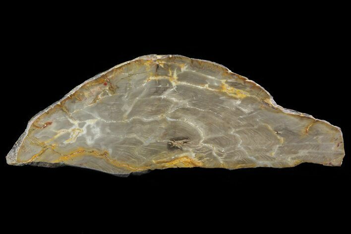 Jurassic Petrified Wood (Pentoxylon) Slab - Australia #82769
